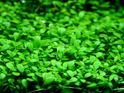 Глоссостигма Элатиноидес Glossostigma elatinoides (меристемное растение)